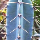 50 SEEDS Cereus Hankeanus (Grafted cacti night flower cactus seed)