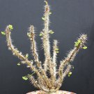 10 Seeds Euphorbia HOFSTAETTERI (Exotic madagascar succulent rare bonsai seed)