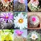 20 SEEDS FLOWERING TURBINICARPUS MIX (Exotic miniature cacti rare cactus seed) 20 SEEDS FLOWERING TURBINICARPUS MIX (Exotic miniature cacti rare cactus seed)