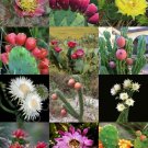 50 Seeds FLORIDA CACTUS MIX (Rare cacti exotic flowering desert succulent seed) 50 Seeds FLORIDA CACTUS MIX (Rare cacti exotic flowering desert succulent seed)