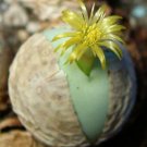 15 SEEDS RARE CONOPHYTUM CALCULUS (Exotic cactus living stones mesemb cacti seed)