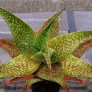 10 SEEDS Aloe Deltoideodonta (Exotic color hybrid succulent rare agave cacti seed)