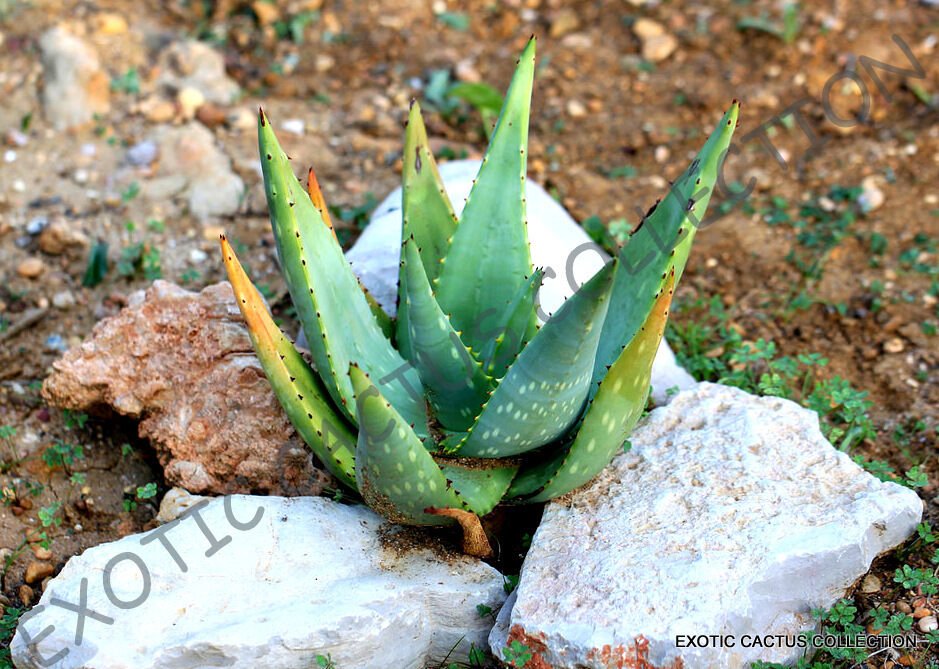 15 Seeds Rare Aloe Littoralis Exotic Succulent Cactus Seed Garden Plant Agave 5313