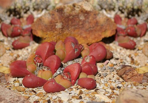 30 SEEDS Tanquana Prismatica (Rare rock mesembs exotic succulent cactus aloe seed)