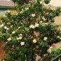 50 Seeds MAGNOLIA GRANDIFLORA (Exotic flowering tree FRAGRANT FLOWER rare seed)