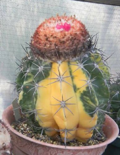 100 SEEDS Melocactus Neryi Variegated (Exotic color variegata seed cacti cactus)