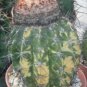 100 SEEDS Melocactus Neryi Variegated (Exotic color variegata seed cacti cactus)