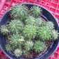 100 SEEDS Melocactus Neryi Variegated (Exotic color variegata seed cacti cactus)