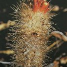20 SEEDS Micranthocereus Densiflorus Rare Cacti Cactus