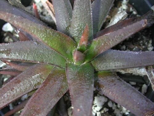 4" Pot RARE GASTERALOE CV MIDNIGHT (Exotic black color succulent bonsai plant)