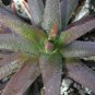 4" Pot RARE GASTERALOE CV MIDNIGHT (Exotic black color succulent bonsai plant)