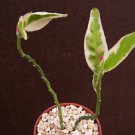 4" Plant  Pedilanthus Tithymaloides VARIEGATED Rare Cacti