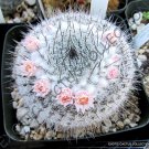 20 SEEDS MAMMILLARIA RITTERIANA (Exotic rare cactus cacti plant pincushion seed) 20 SEEDS MAMMILLARIA RITTERIANA (Exotic rare cactus cacti plant pincushion seed)