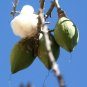10 Seeds Ceiba Pentandra Kapok tree tropical flowering wood cotton bonsai seed
