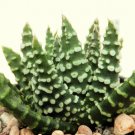 50 Seeds HAWORTHIA PUMILA DONUTS (Exotic rare miniature succulent cacti aloe seed)