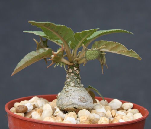 4" Pot Dorstenia Foetida Exotic Bonsai Caudex (Rare succulent plant cactus cacti)