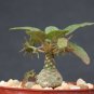 4" Pot Dorstenia Foetida Exotic Bonsai Caudex (Rare succulent plant cactus cacti)