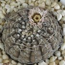 20 SEEDS Gymnocalycium Ragonesei Rare Cactus Cacti