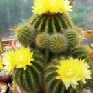 25 SEEDS Parodia Warasii Cacti Rare Cactus Notocactus