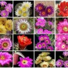 30 SEEDS Echinocereus Variety Mix Rare Cactus