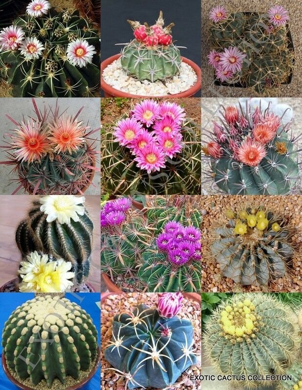 20 SEEDS FEROCACTUS MIX (Rare flowering cactus exotic cacti desert succulent seed)