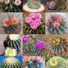 20 SEEDS FEROCACTUS MIX (Rare flowering cactus exotic cacti desert succulent seed)