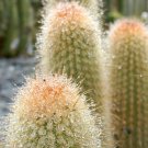 20 SEEDS RARE WEBERBAUEROCEREUS JOHNSONII Cacti Cactus