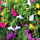 15 Seeds MIRABILIS MIX (Jalapa four oclock flower caudex succulent flowering seed) 15 Seeds MIRABILIS MIX (Jalapa four oclock flower caudex succulent flowering seed)