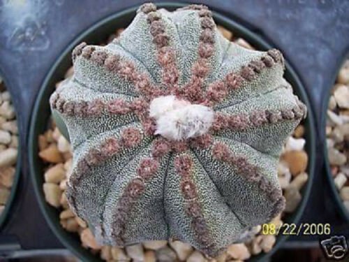 15 SEEDS Astrophytum Multicostatum