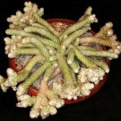 30 SEEDS AVONIA PAPYRACEA (Exotic succulent rare cactus anacampseros plant seed)