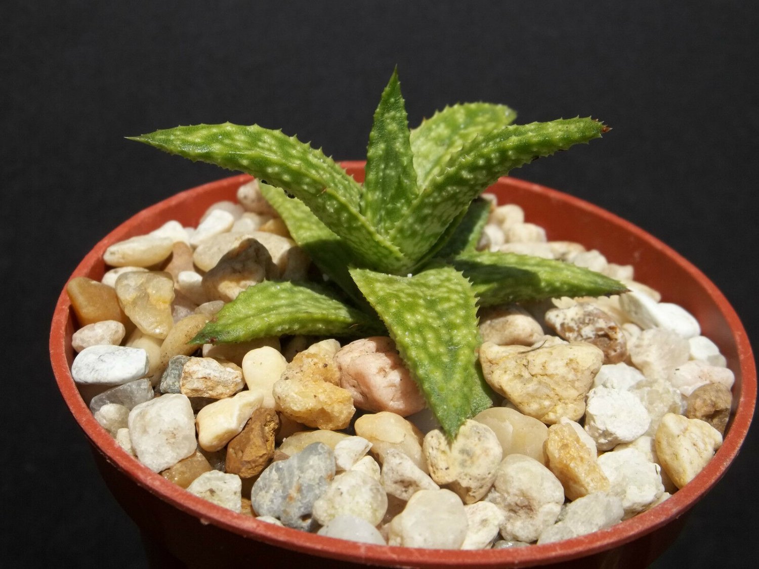 4" Pot Gasteraloe Helen Haage (Exotic aloe rare succulent plantgasteria)
