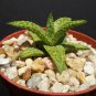 4" Pot Gasteraloe Helen Haage (Exotic aloe rare succulent plantgasteria)
