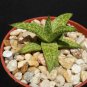 4" Pot Gasteraloe Helen Haage (Exotic aloe rare succulent plantgasteria)