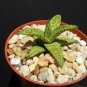 4" Pot Gasteraloe Helen Haage (Exotic aloe rare succulent plantgasteria)