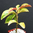 2" Pot Pereskia Aculeata VARIEGATED (Exotic climber cacti rare plant cactus)