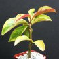 2" Pot Pereskia Aculeata VARIEGATED (Exotic climber cacti rare plant cactus)
