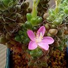 50 Seeds Anacampseros filamentosa (Rare color succulent cactus hanging seed)