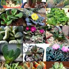 20 SEEDS RARE ALOINOPSIS MIX (Exotic flowering succulent mesemb living stone seed)