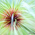 50 SEEDS EXOTIC CYPERUS PAPYRUS (Paper reed flatsedge aquatic flowering plant)