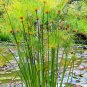 50 SEEDS EXOTIC CYPERUS PAPYRUS (Paper reed flatsedge aquatic flowering plant)