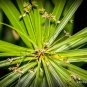 50 SEEDS EXOTIC CYPERUS PAPYRUS (Paper reed flatsedge aquatic flowering plant)