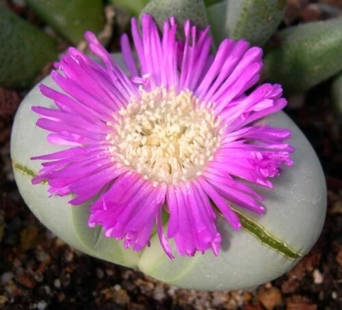 20 SEEDS Argyroderma Pearsonii (Rare mesembs exotic succulent cactus seed stones)