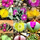20 SEEDS COLOR ARGYRODERMA MIX (Succulent cactus mixed living stones rocks seed)