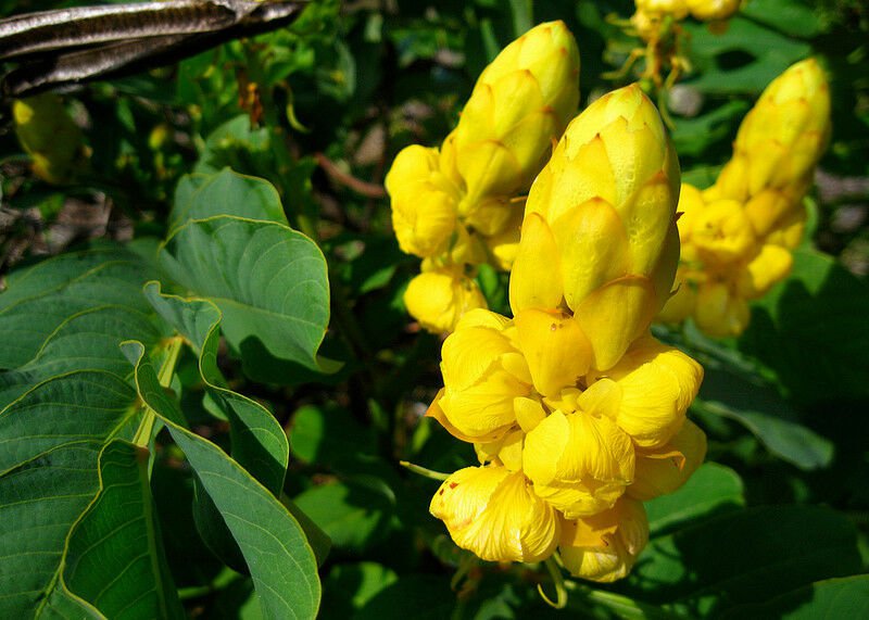 100 Seeds Senna Alata Cassia Candlestick Candelabra Bush Tree Butterfly Flower