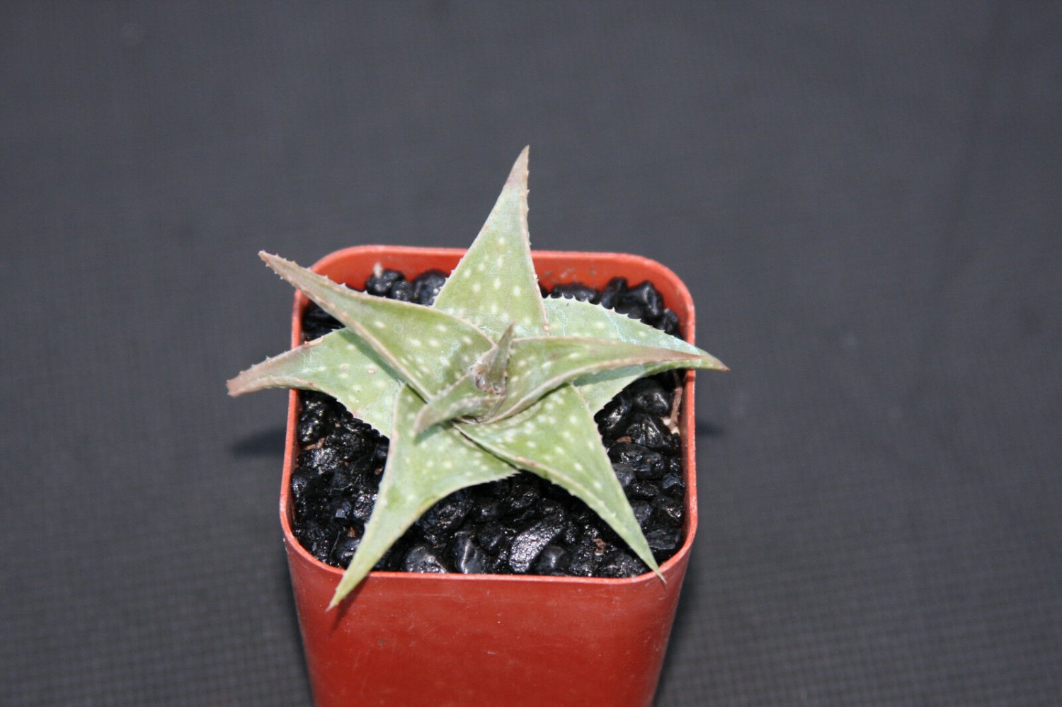 2" Pot Aloe Blue Mist Hybrid (Exotic rare color outdoor succulent plant cacti)