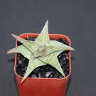 2" Pot Aloe Blue Mist Hybrid (Exotic rare color outdoor succulent plant cacti)