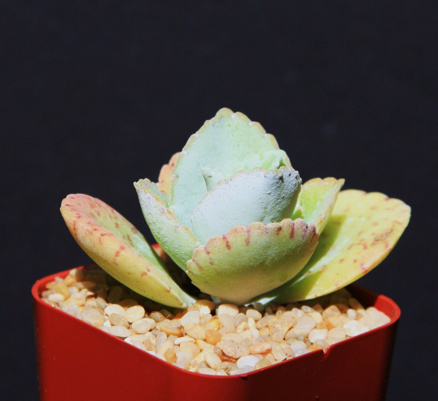 2" Pot Kalanchoe Gastonis Bonnieri (Donkey ear plants rare succulent plant cacti)