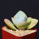 2" Pot Kalanchoe Gastonis Bonnieri (Donkey ear plants rare succulent plant cacti)