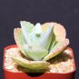 2" Pot Kalanchoe Gastonis Bonnieri (Donkey ear plants rare succulent plant cacti)