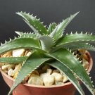 4" Pot Dyckia Platyphylla (Rare succulent air plant exotic bromeliad agave cacti) 4" Pot Dyckia Platyphylla (Rare succulent air plant exotic bromeliad agave cacti)